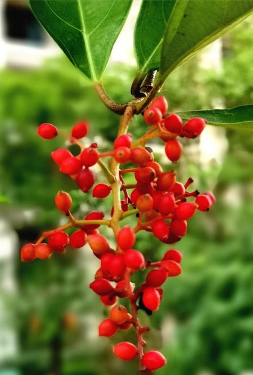 珊瑚绿篱是什么植物?一文读懂珊瑚树的特征、养护与绿篱应用 珊瑚绿篱是什么植物