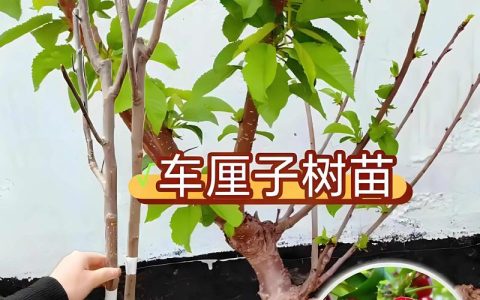室内樱桃树苗怎么种植方法：从选种到挂果的完整盆栽指南