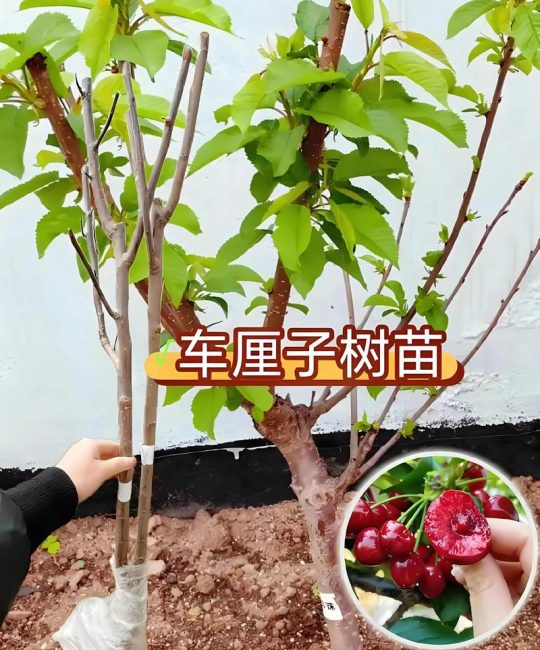 室内樱桃树苗怎么种植方法：从选种到挂果的完整盆栽指南