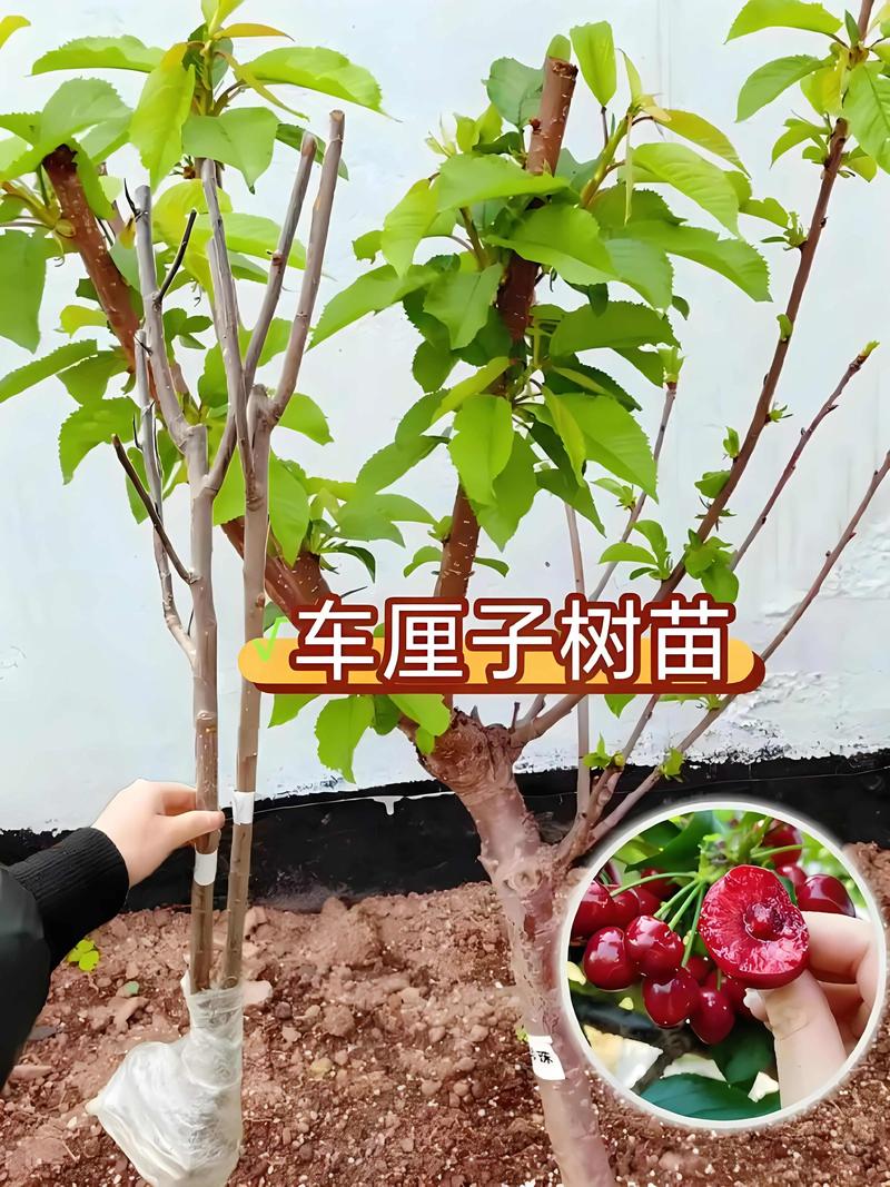 室内樱桃树苗怎么种植方法：从选种到挂果的完整盆栽指南