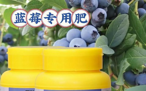 蓝莓专用肥可以给其他植物用吗？专业园艺师解答