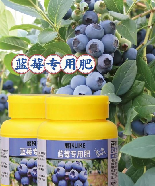 蓝莓专用肥可以给其他植物用吗？专业园艺师解答