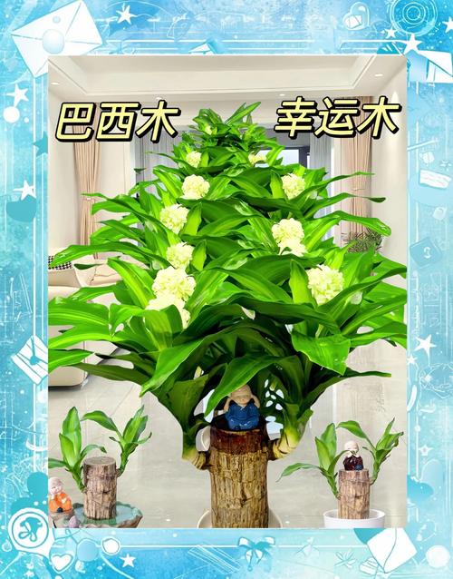 三、光照与水分管理（分缓苗期和养护期）