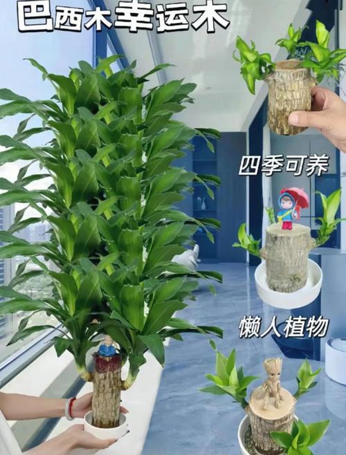 五、适种区域深度分析