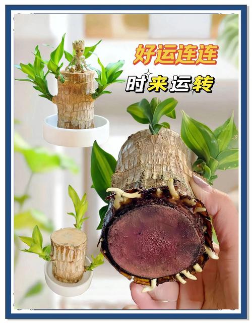 六、南北种植差异化建议及时间节点