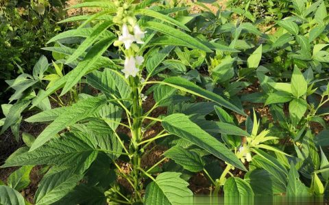 芝麻移栽好还是种植好？15年农技专家告诉你答案