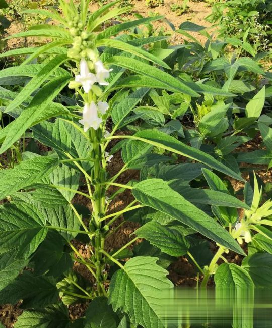 芝麻移栽好还是种植好？15年农技专家告诉你答案