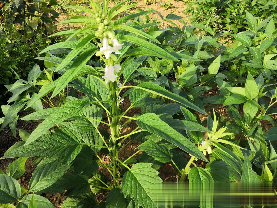 芝麻移栽好还是种植好?15年农技专家告诉你答案 芝麻移栽好还是种植好?15年农技专家告诉你答案