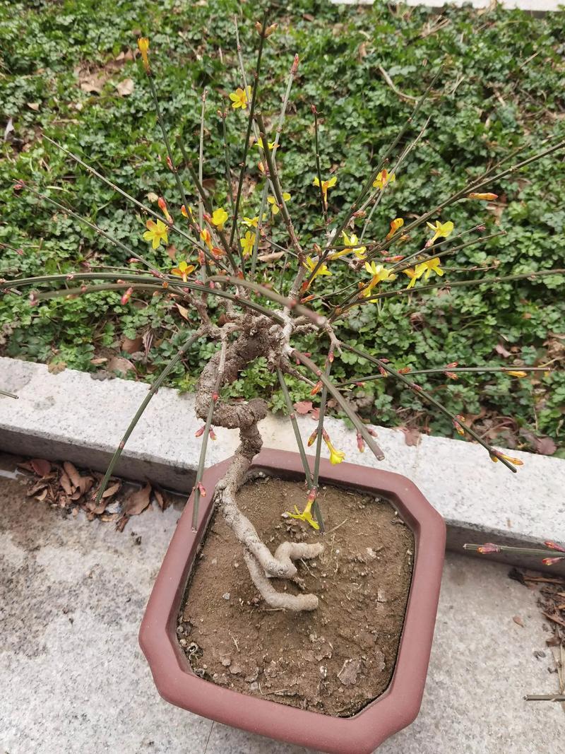 迎春花属于哪个季节?花期、养护与盆栽地栽全攻略 越冬与越夏管理