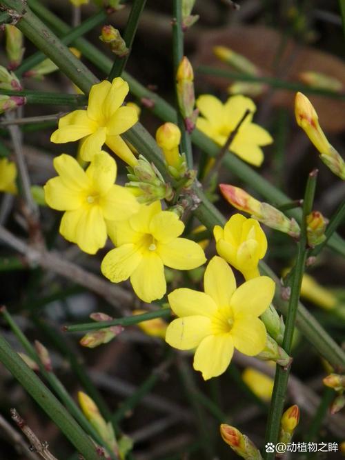 迎春花属于哪个季节?花期、养护与盆栽地栽全攻略 盆栽/地栽选择决策