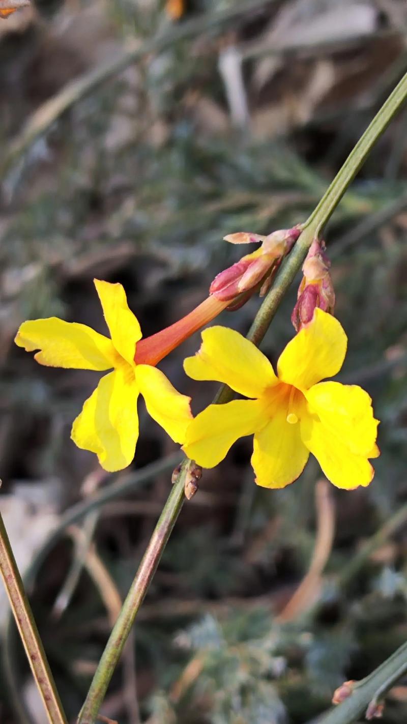 迎春花属于哪个季节?花期、养护与盆栽地栽全攻略 常见误区与纠正
