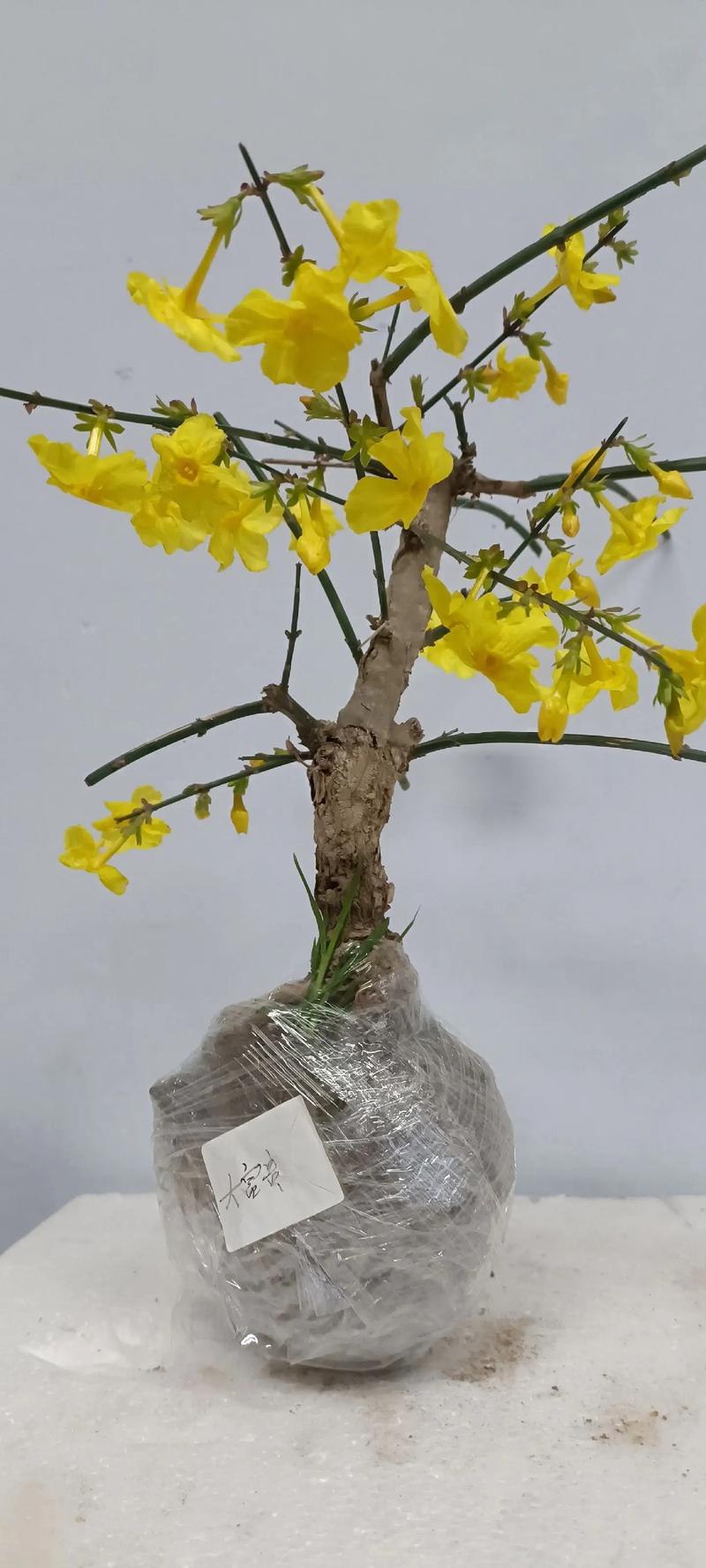 迎春花属于哪个季节?花期、养护与盆栽地栽全攻略 总结
