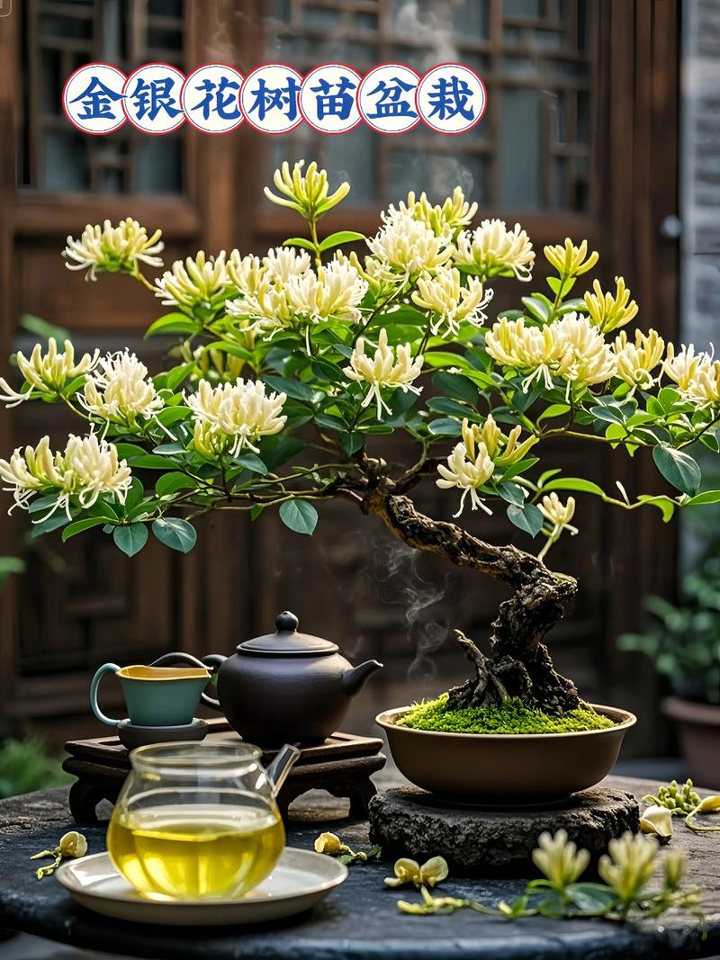 金银花属于什么科?详解忍冬科植物的园艺魅力与养护要点 园艺种植要点:让金银花开满篱笆