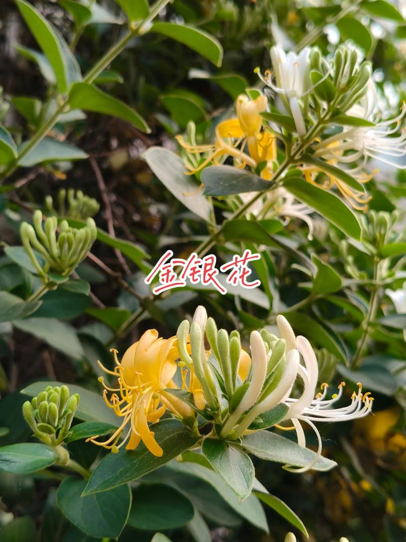 金银花属于什么科?详解忍冬科植物的园艺魅力与养护要点 金银花的园艺价值与用途