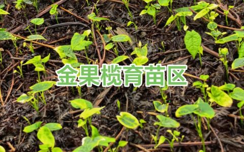金果榄苗多少钱一株？2025年最新价格区间与五大影响因素详解