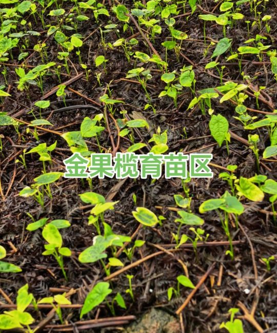 金果榄苗多少钱一株？2025年最新价格区间与五大影响因素详解