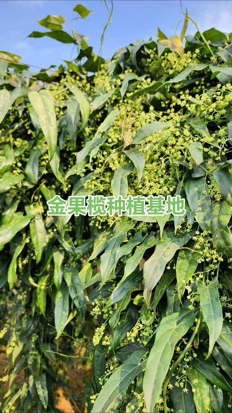 金果榄苗多少钱一株?2025年最新价格区间与五大影响因素详解 综合对比表格(2025年参考)