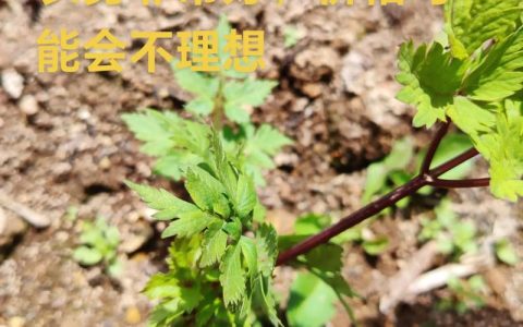 当归苗栽种七大关键步骤，成活率翻倍