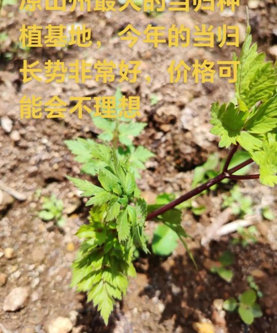 当归苗栽种七大关键步骤，成活率翻倍