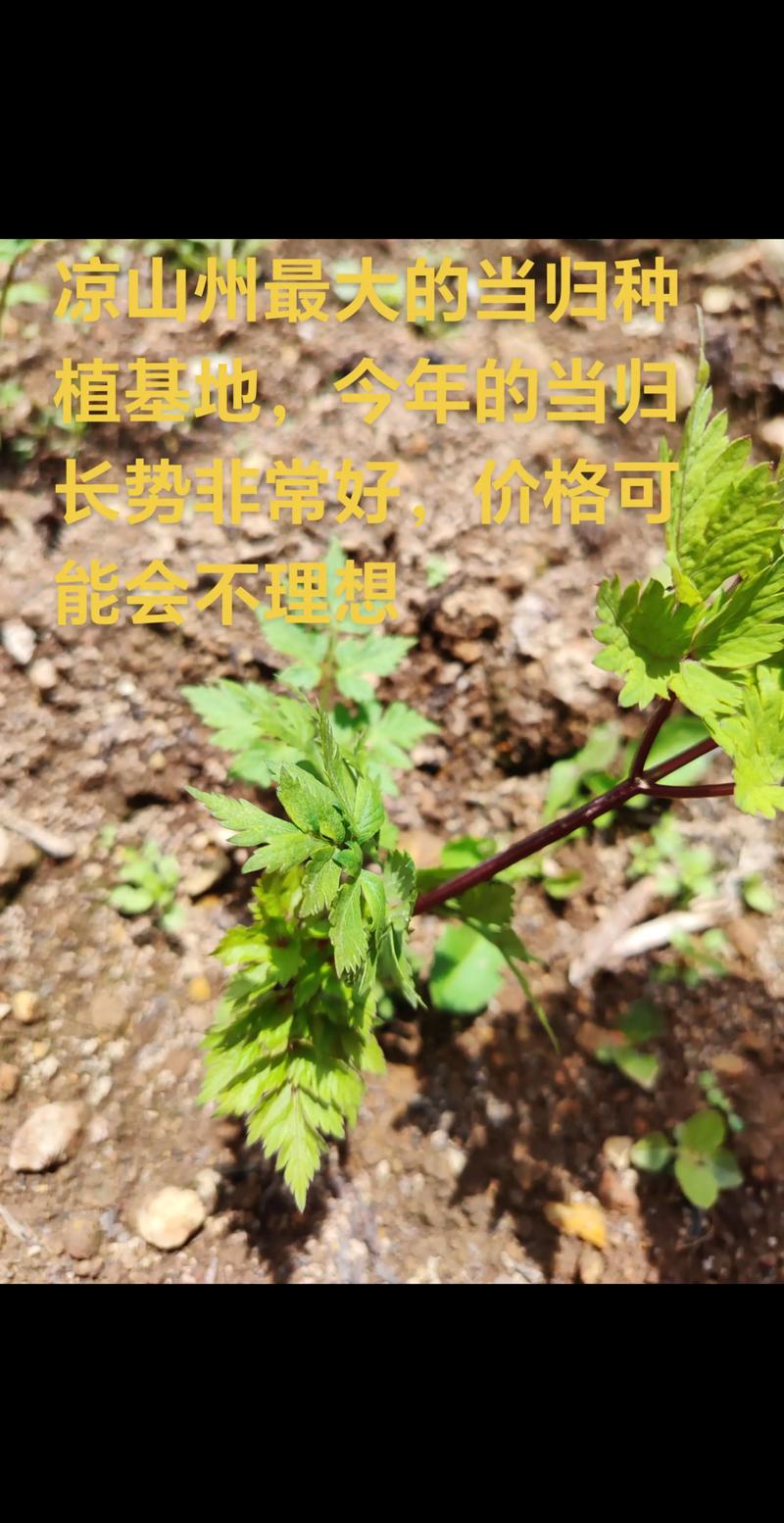 当归苗栽种七大关键步骤,成活率翻倍 当归苗栽种七大关键步骤,成活率翻倍