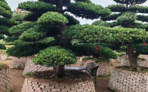 罗汉松苗木规格与栽植密度：种多少棵合适