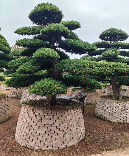 罗汉松苗木规格与栽植密度：种多少棵合适