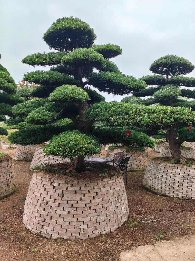 罗汉松苗木规格与栽植密度:种多少棵合适 一、先看规格:罗汉松怎么选,才决定“种几棵”