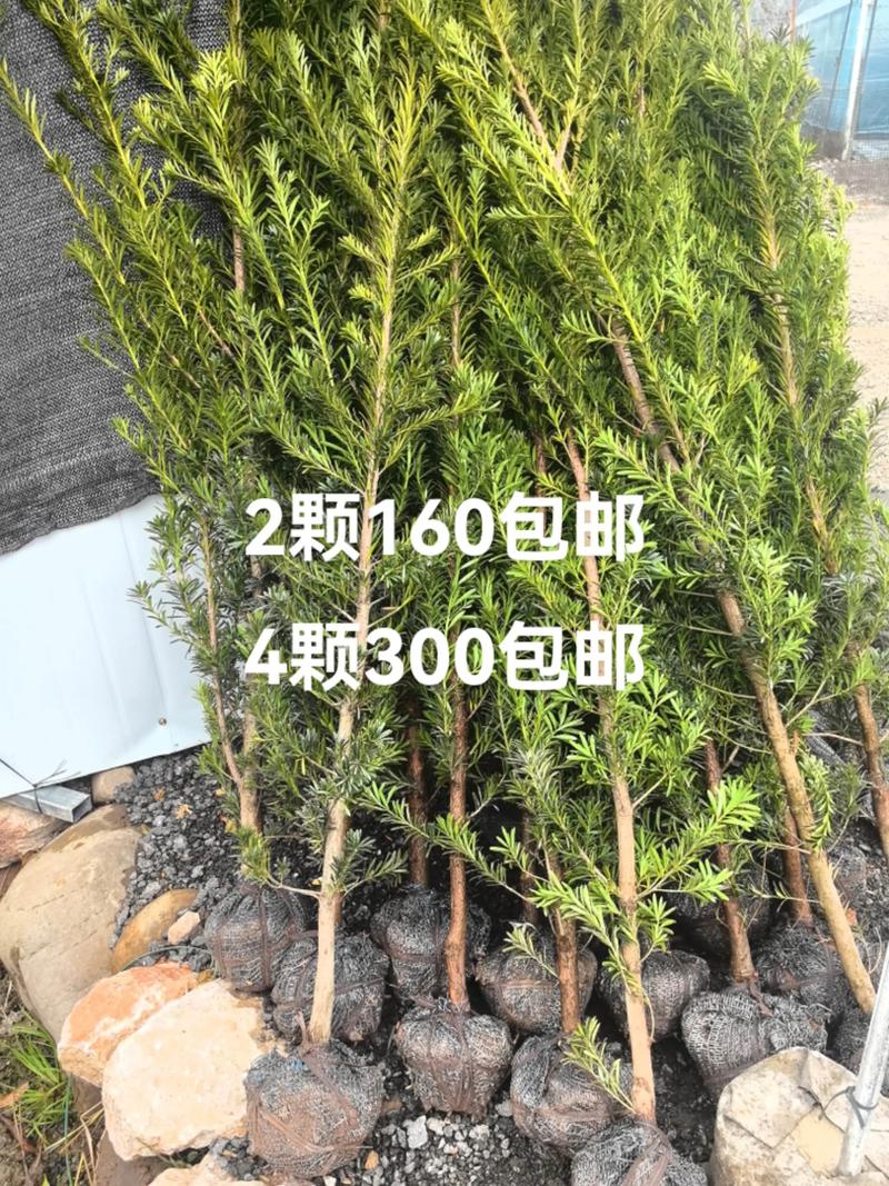 罗汉松苗木规格与栽植密度:种多少棵合适 三、按面积算,罗汉松“种多少棵”最直观