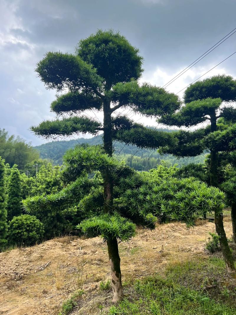 罗汉松苗木规格与栽植密度:种多少棵合适 二、不同场景下,罗汉松到底种几棵更合适