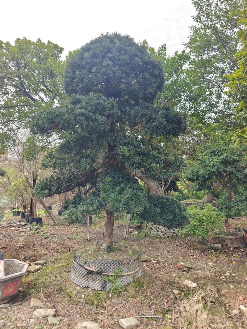 罗汉松苗木规格与栽植密度:种多少棵合适 四、采购罗汉松时,规格怎么定更省钱
