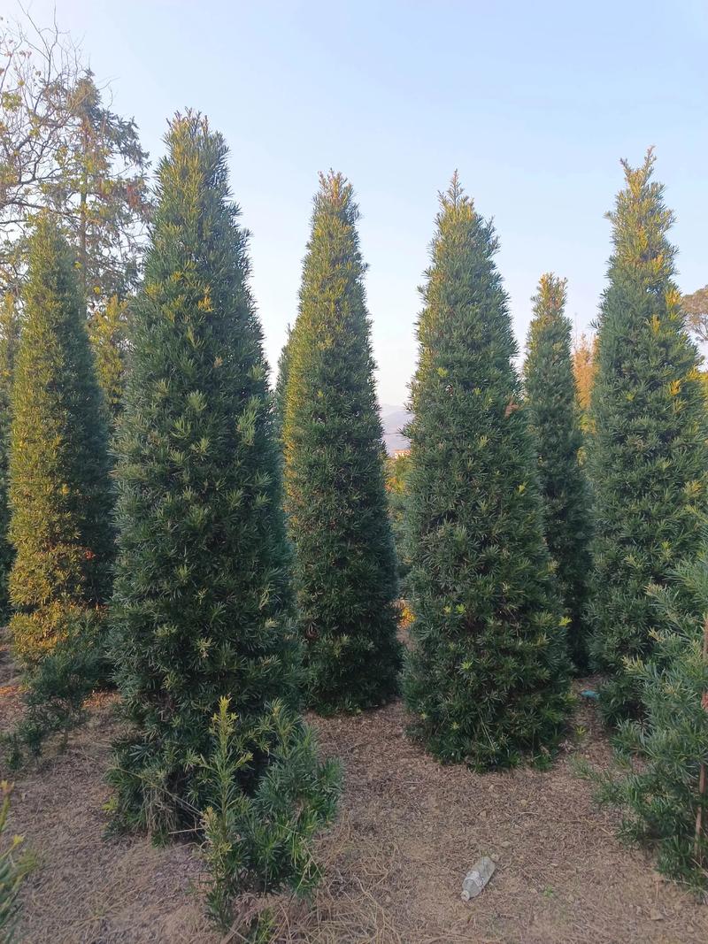 罗汉松苗木规格与栽植密度:种多少棵合适 五、最容易算错的 3 个问题