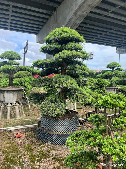 罗汉松苗木规格与栽植密度:种多少棵合适 参考资料