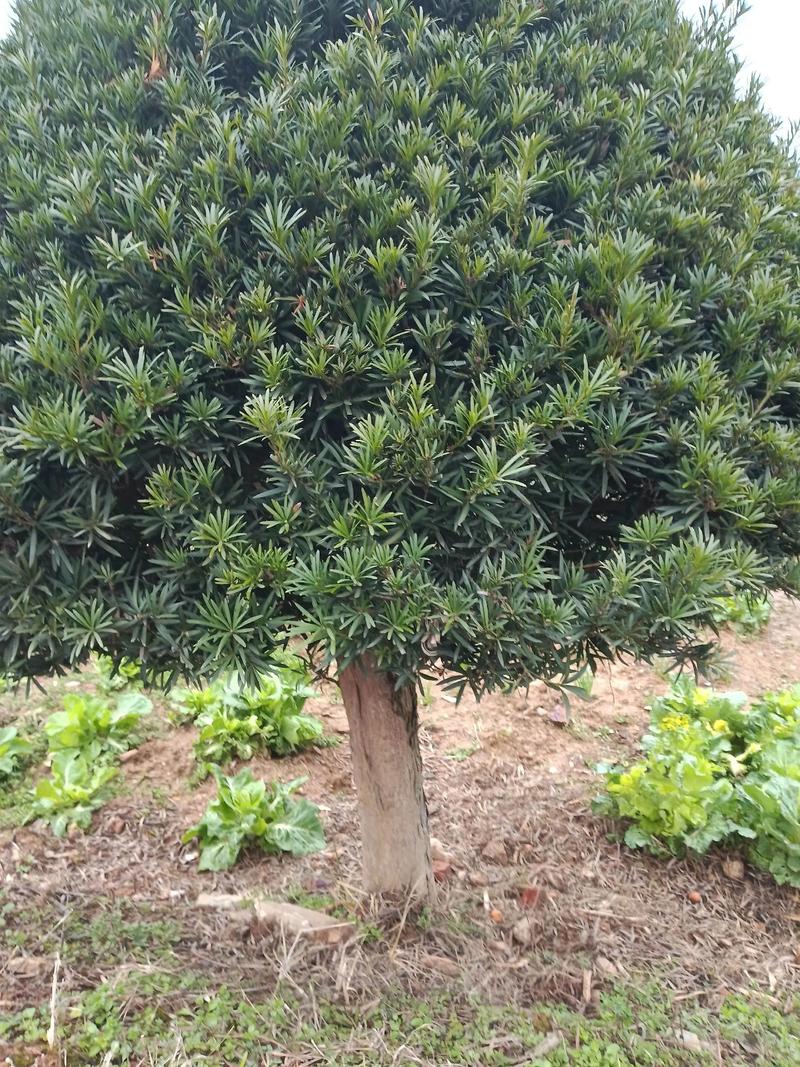 罗汉松苗木规格与栽植密度:种多少棵合适 六、施工前的实用判断方法