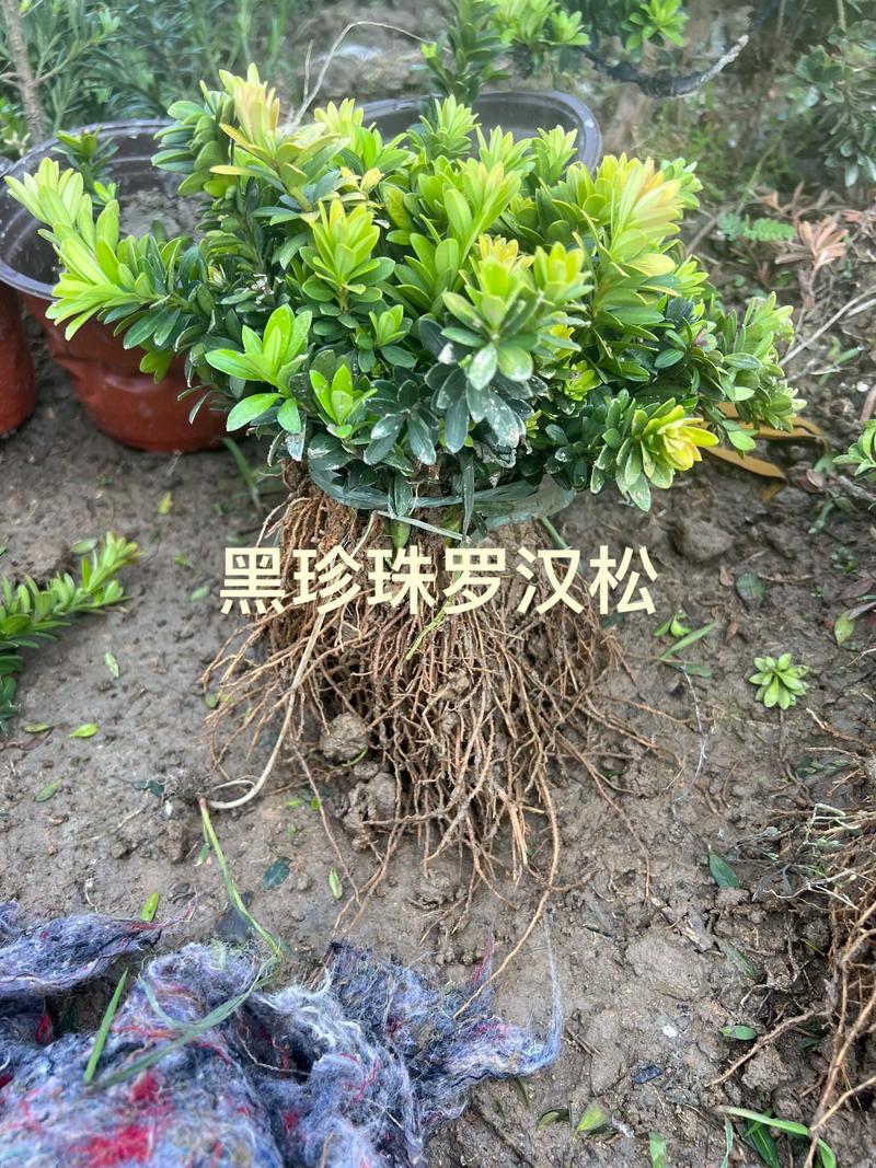 罗汉松苗木规格与栽植密度:种多少棵合适 七、FAQ