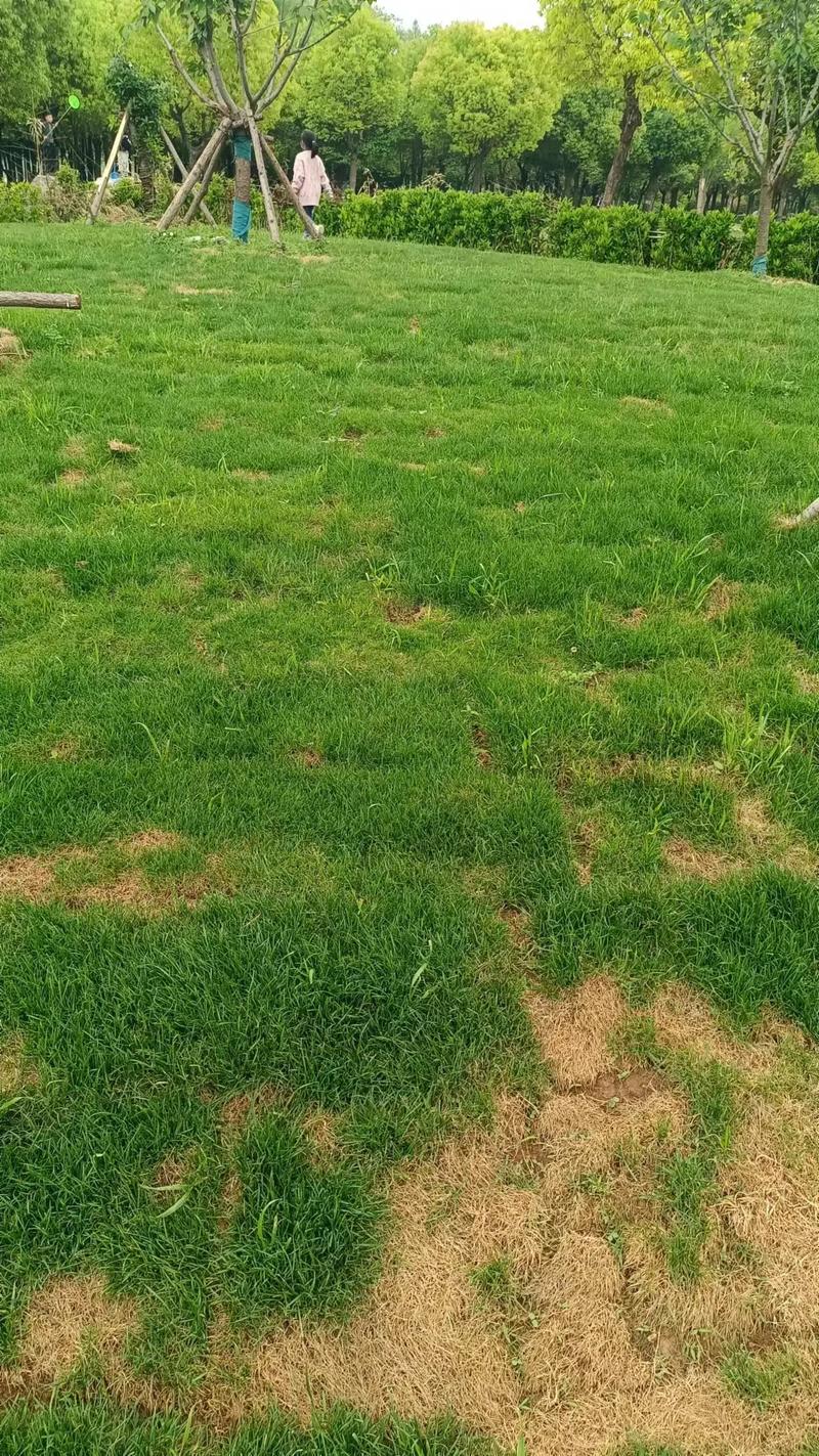 什么时候撒草种子最合适?掌握最佳播种时机,打造四季常青草坪 两个“绝不能碰”的时间陷阱