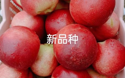 中油18号油桃品种介绍：早熟脆甜、果面鲜红的优良品种