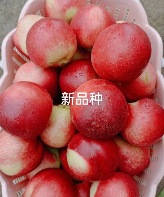 中油18号油桃品种介绍：早熟脆甜、果面鲜红的优良品种