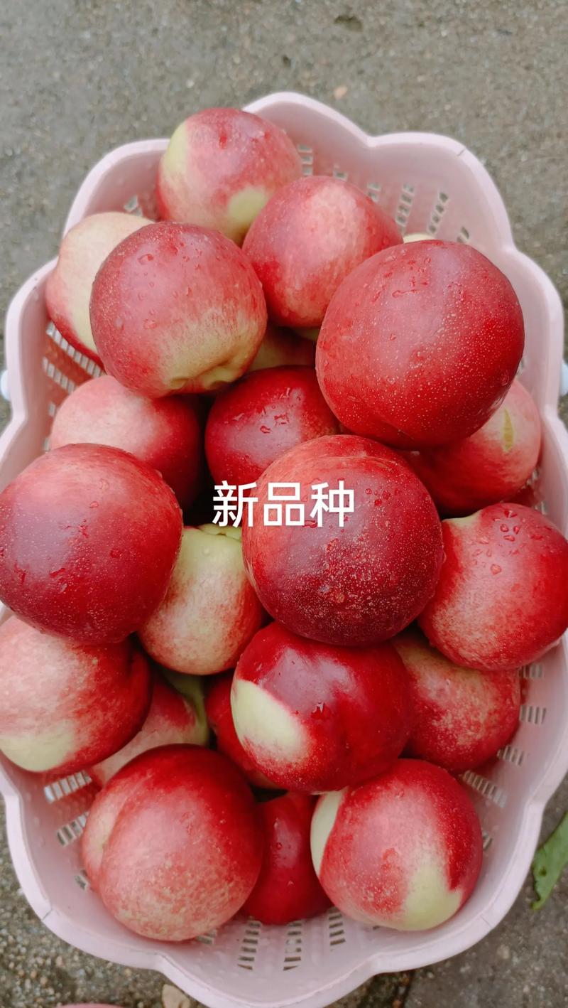 中油18号油桃品种介绍:早熟脆甜、果面鲜红的优良品种 中油18号油桃品种介绍:早熟脆甜、果面鲜红的优良品种