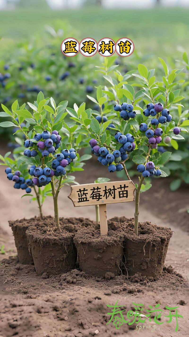 场景化选择建议