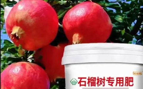 石榴树施肥用什么肥料？家庭种植与果园高产施肥全攻略