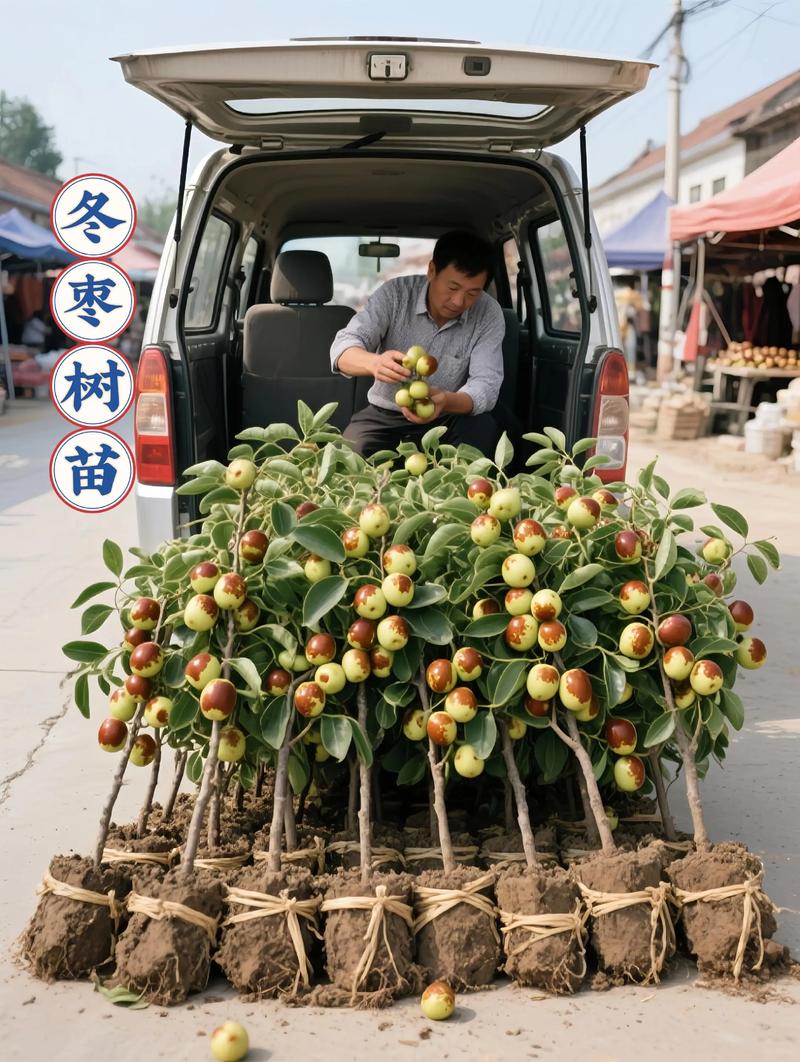 红枣树嫁接指南:同属亲缘酸枣成活率最高,柿子、李子等跨科嫁接必失败 四、常见错误与失败案例