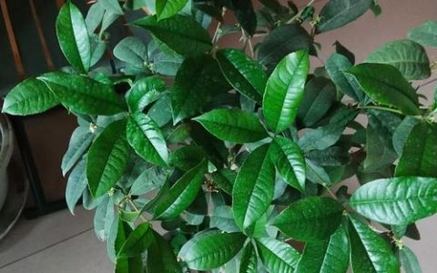 原生桂花在北方好养吗？数据化指南帮你判断