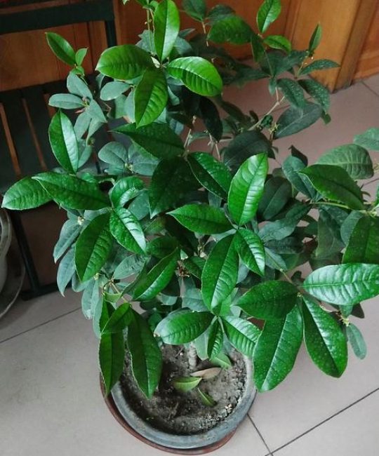 原生桂花在北方好养吗？数据化指南帮你判断