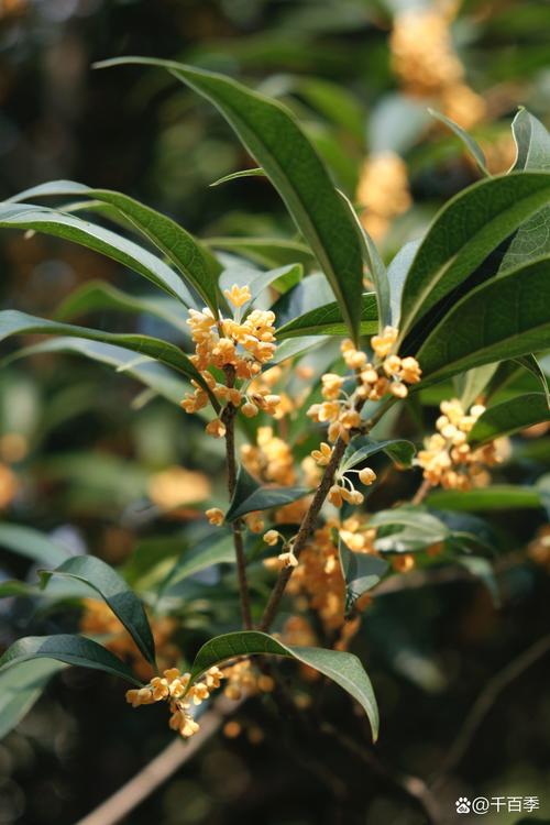 原生桂花在北方好养吗?数据化指南帮你判断 二、耐寒耐热指标:量化数据是关键