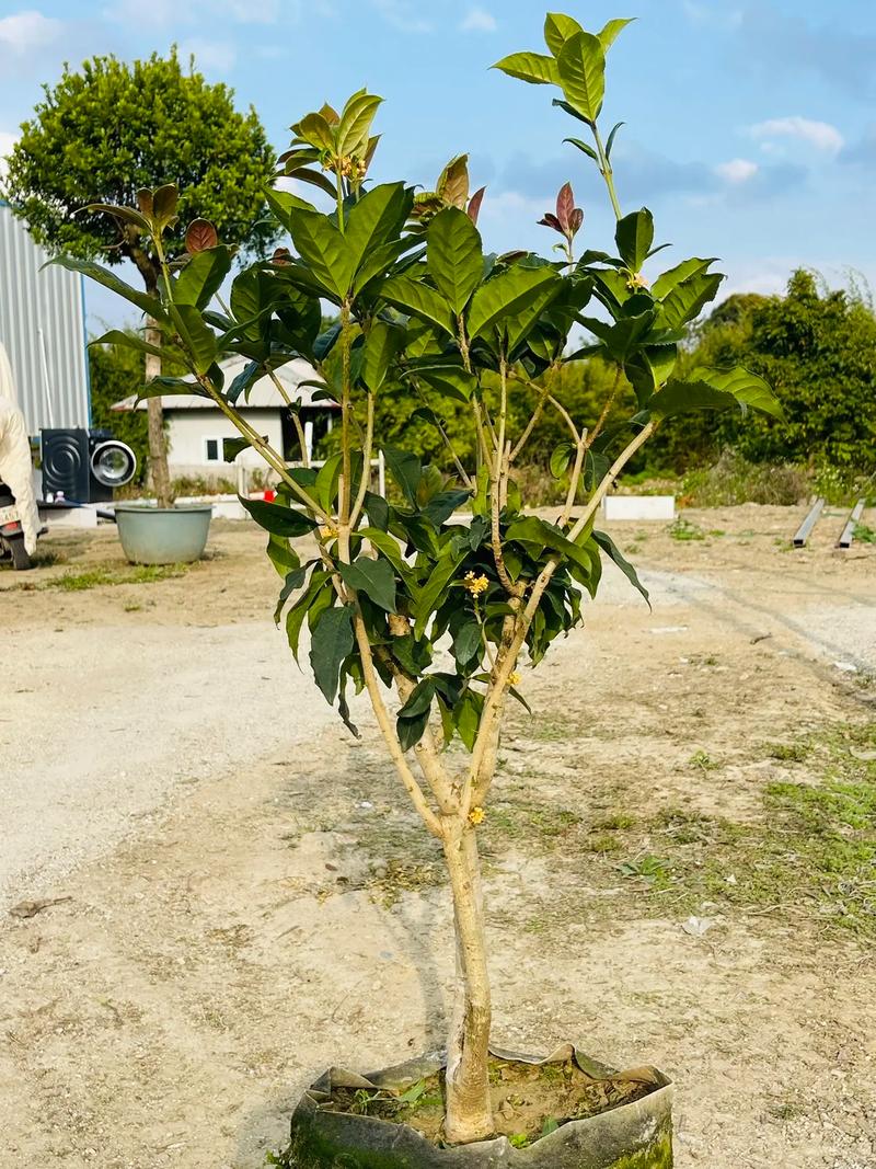 原生桂花在北方好养吗?数据化指南帮你判断 三、光照水分需求:不可忽视的细节