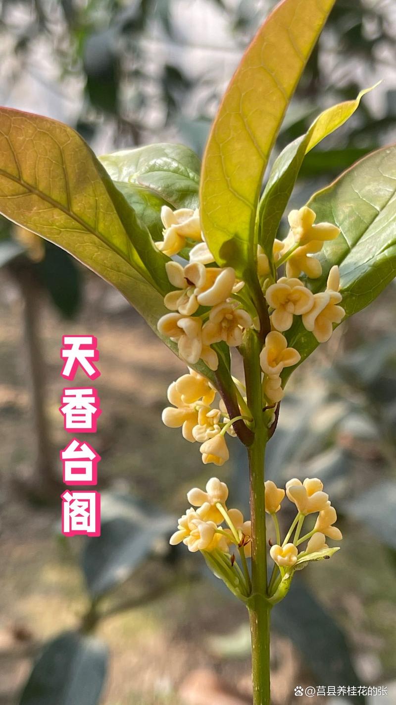 原生桂花在北方好养吗?数据化指南帮你判断 四、土壤要求:北方碱性土是最大挑战