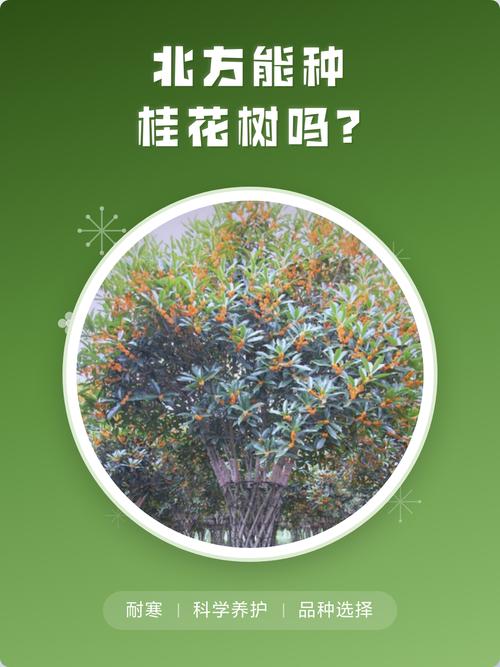 原生桂花在北方好养吗?数据化指南帮你判断 五、适种区域与种植方案(表格化)