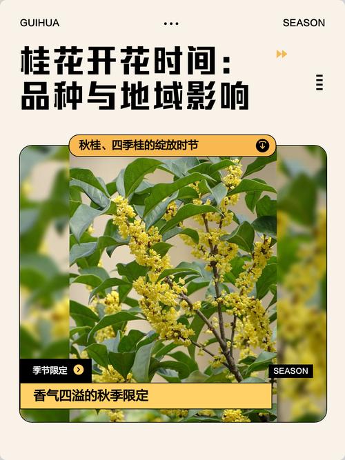 原生桂花在北方好养吗?数据化指南帮你判断 六、南北种植差异化建议(核心实操)