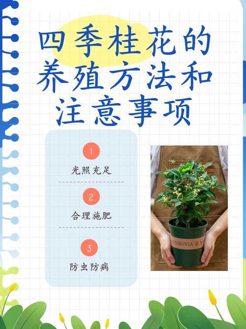 原生桂花在北方好养吗?数据化指南帮你判断 七、常见误区纠正
