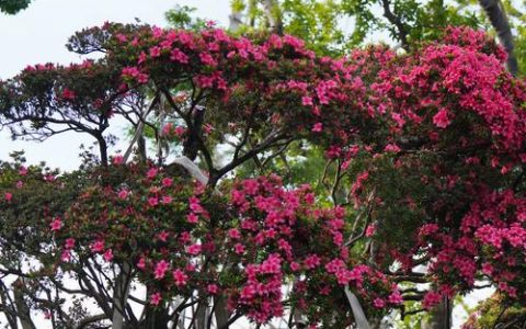 杜鹃开完花需要剪枝吗？开花后的养护全指南